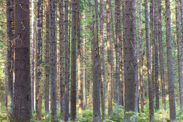Obraz premium A dense forest of tall, straight, moss-covered pines in northwest Russia.