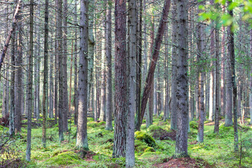 A dense forest of tall, straight, moss-covered pines in northwest Russia.