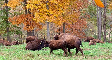 Herd of bison on grass field with autumn leaves in the background. © JMP Traveler