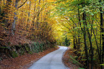 forest road in autumn season