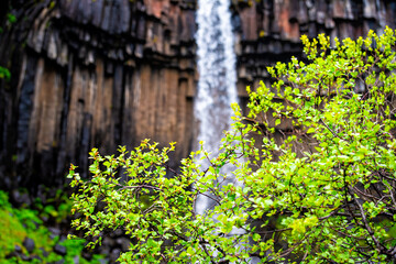 Svartifoss waterfall closeup in background with foreground of plants in Skaftafell national park in Iceland view water falling off cliff
