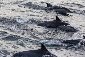 Fototapeta premium Wild dolphins swimming in the waters outside of Santa Cruz Island in Channel Islands National Park (California).