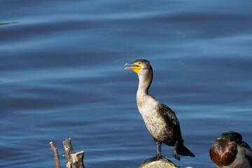 Juvenile Double-Crested Cormorant at the water's edge 