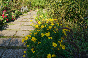 path in the flower garden