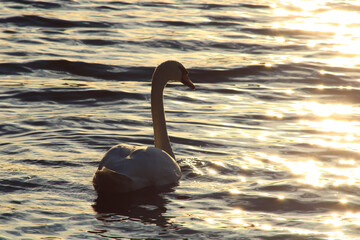 Close-up of a beautiful mute swan on a lake. Sunlight flowing through the wings of a water bird. Waves and wake around the animal.