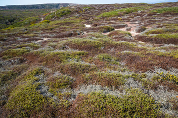 Landscape view of Santa Rosa Island during the day in Channel Islands National Park (California).