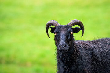 Closeup of black Icelandic sheep standing on green grass pasture at farm field in south Iceland looking at camera with orange eyes