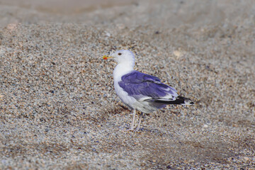 seagull on the beach