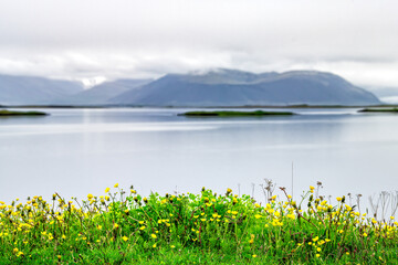 Fototapeta na wymiar Landscape view of yellow flowers and background of peaceful tranquil fjord water to Atlantic Ocean with mountains in small fishing village town of Hofn in south Iceland in summer