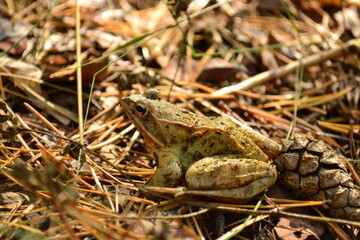 frog in the grass