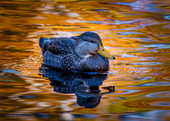 
Duck enjoying a swim in a pond on a very beautiful autumn day in late October. The waters have a...