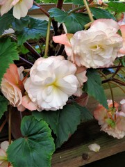 bouquet of begonias