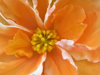 Fototapeta na wymiar orange begonia flower
