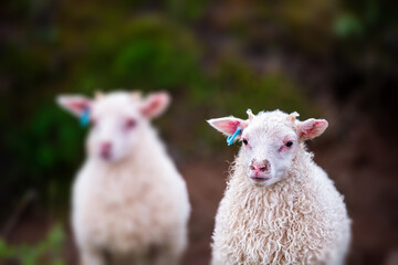 Naklejka premium Two adorable baby white lamb Icelandic sheep standing grazing at farm in east Iceland summer with tiny horns