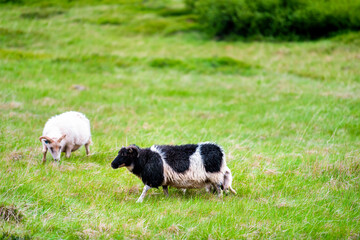 Obraz premium Two Icelandic sheep black and white standing walking grazing green grass pasture at farm field in east Iceland summer with horns