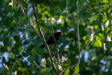 Birds Montreal Canada