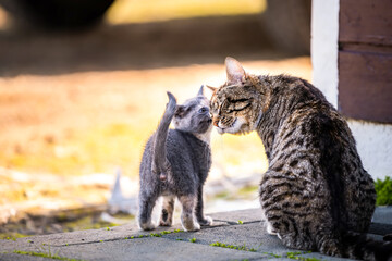 Tabby calico mother stray farm cat and small grey and white kitten kitty bonding bunting rubbing sniffing head outdoors outside house in Iceland