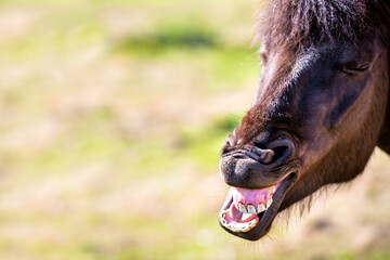 Funny Icelandic horse in outdoor stable paddock in north Iceland countryside rural farm making...