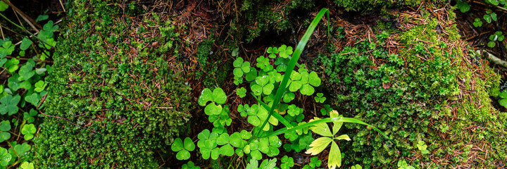 Top view of the wood sorrel (Oxalis acetosella) and moss growing in the forest among the roots of the trees. Green shamrocks. Northern nature. Panoramic background.