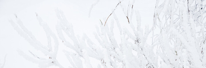 Snow and rime ice on the branches of bushes. Beautiful winter background with twigs covered with hoarfrost. Plants in the park are covered with hoar frost. Cold snowy weather. Cool frosting texture.