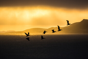 The silhouette of wild pelicans flying along the coast of Santa Rosa Island in Channel Islands National Park (California).