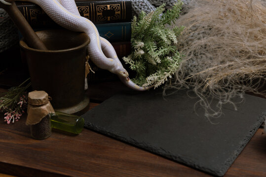 White American royal snake on the background of witchcraft accessories, alchemical instruments and ingredients. Mock up of empty tile dark slate. herbs, mortar, feather and cotton bolls. Halloween