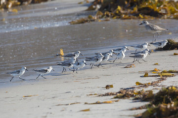 Wild sanderlings feeding on the coast of Santa Rosa Island in Channel Islands National Park (California).
