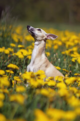 Cute fawn and white Whippet dog sitting outdoors in a green grass with yellow dandelion flowers in...