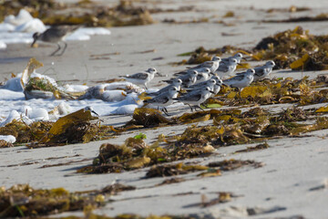 Wild sanderlings feeding on the coast of Santa Rosa Island in Channel Islands National Park (California).