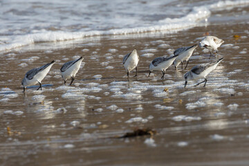 Wild sanderlings feeding on the coast of Santa Rosa Island in Channel Islands National Park (California).