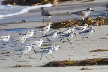 Wild sanderlings feeding on the coast of Santa Rosa Island in Channel Islands National Park (California).