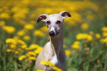 The portrait of a cute fawn and white Whippet dog posing outdoors in a green grass with yellow dandelion flowers in spring