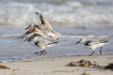 Wild sanderlings feeding on the coast of Santa Rosa Island in Channel Islands National Park (California).