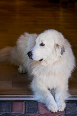 White long-haired Great Pyrenees dog animal lying down in shop store building entrance
