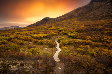 Fototapeta premium Beautiful View of Hiking Trail and Mountains during Fall in Canadian Nature. Colorful Sunset Artistic Render. Taken in Tombstone Territorial Park, Yukon, Canada.