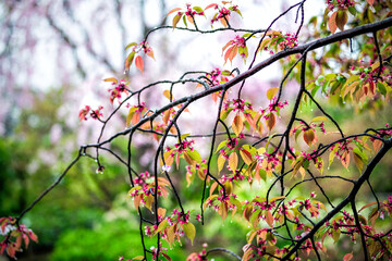 Background of pink japanese cherry blossom flowers on tree with bokeh and wet rain drops in Kyoto garden in Japan