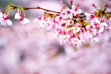 Macro closeup background of bright vibrant vivid pink japanese cherry blossom sakura flowers on tree against bokeh with wet rain drops