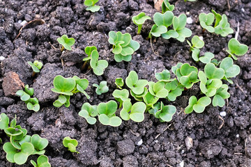 Top macro view of radish microgreens growing in soil