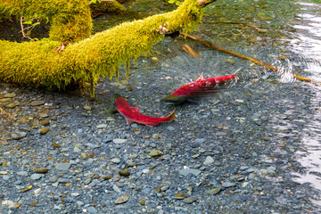 wild, red sockeye salmon spawning in a clear forest stream in Alaska.  These fish have reached the...