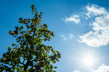 京都　初秋　快晴