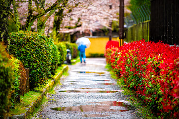 Fototapeta na wymiar Kyoto, Japan rain puddles cherry blossom sakura flowers trees in spring with people walking on street near Philosopher's walk garden park
