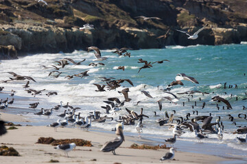 Seabirds searching for food on the coast of Santa Rosa Island in Channel Islands National Park (California).