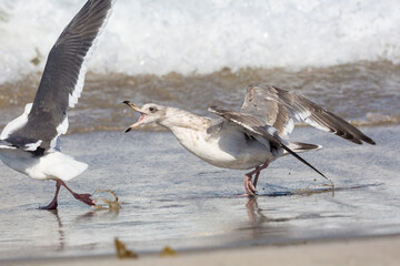 A wild seagull catching fish along the shores of Santa Rosa Island in Channel Islands National Park (California).