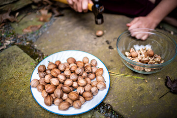 View of pile of cracked raw pecan nuts pile ingredient foraged in autumn on plate in shells and hands smashing breaking shelling with hand tool hammer