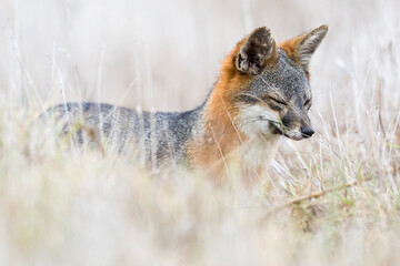 Obraz premium A rare, wild island fox searching for food on Santa Rosa Island in Channel Islands National Park. The island fox is found only on these islands and nowhere else in the world.