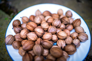 Closeup on pile of raw pecan hickory nuts pile ingredient foraged in autumn on plate in shells