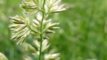 close up of green grass