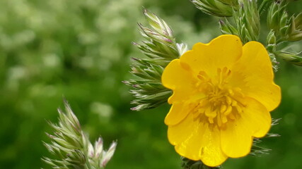 yellow flower