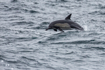 Wild dolphins swimming in the waters outside of Santa Cruz Island in Channel Islands National Park (California).