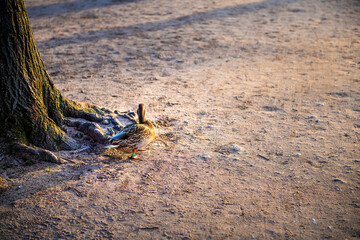 Warszawa Lazienki or Royal Baths Park with duck waterfowl banded leg walking on ground in Warsaw, Poland by tree trunk